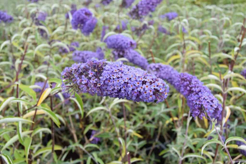 Buddleja davidii 'Nanho Blue' <span class="hidden specialOffer"></span> 40-60 cm